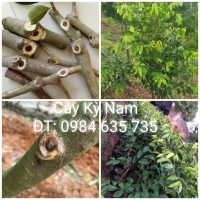 Cây Kỳ Nam