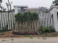 Cây sưa đỏ 2 năm tuổi cao 2-3m