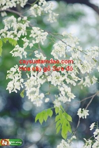 Nhận biết cây sưa đỏ