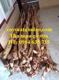 Thu mua cây sưa